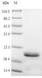 AVPR2 / V2R Protein - (Tris-Glycine gel) Discontinuous SDS-PAGE (reduced) with 5% enrichment gel and 15% separation gel.