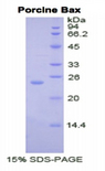 BAX Protein - Recombinant Bcl2 Associated X Protein (Bax) by SDS-PAGE