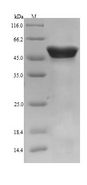 CALR / Calreticulin Protein - (Tris-Glycine gel) Discontinuous SDS-PAGE (reduced) with 5% enrichment gel and 15% separation gel.