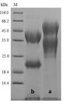 CDH3 / P-Cadherin Protein - (Tris-Glycine gel) Discontinuous SDS-PAGE (reduced) with 5% enrichment gel and 15% separation gel.