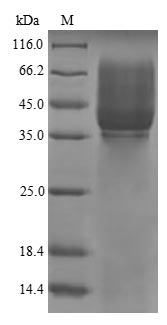 CDH3 / P-Cadherin Protein - (Tris-Glycine gel) Discontinuous SDS-PAGE (reduced) with 5% enrichment gel and 15% separation gel. The reducing (R) protein migrates as 43 kDa in SDS-PAGE may be due to glycosylation.