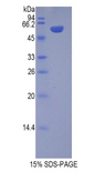 CHGB / Chromogranin B Protein - Recombinant Chromogranin B By SDS-PAGE