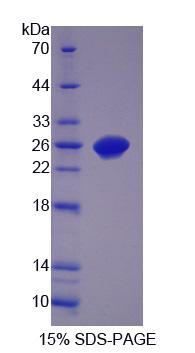 CNTF Protein - Recombinant  Ciliary Neurotrophic Factor By SDS-PAGE
