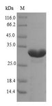 EPO / Erythropoietin Protein - (Tris-Glycine gel) Discontinuous SDS-PAGE (reduced) with 5% enrichment gel and 15% separation gel.