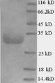 EPO / Erythropoietin Protein - (Tris-Glycine gel) Discontinuous SDS-PAGE (reduced) with 5% enrichment gel and 15% separation gel.