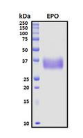 EPO / Erythropoietin Protein