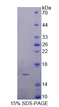 FABP1 / L-FABP Protein - Recombinant  Fatty Acid Binding Protein 1, Liver By SDS-PAGE