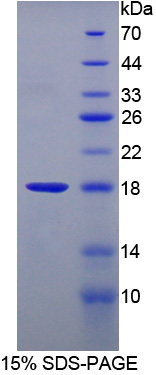 FABP3 / H-FABP Protein - Recombinant  Fatty Acid Binding Protein 3, Muscle And Heart By SDS-PAGE
