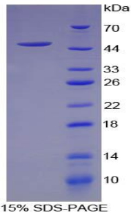 FGF1 / Acidic FGF Protein - Recombinant Fibroblast Growth Factor 1, Acidic By SDS-PAGE