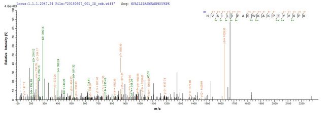 GOB5 / CLCA1 Protein - Based on the SEQUEST from database of E.coli host and target protein, the LC-MS/MS Analysis result of Recombinant Pig Calcium-activated chloride channel regulator 1(CLCA1),partial could indicate that this peptide derived from E.coli-expressed Sus scrofa (Pig) CLCA1.