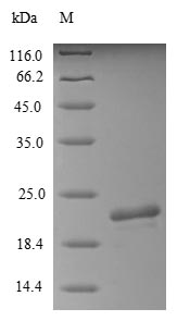 GOB5 / CLCA1 Protein - (Tris-Glycine gel) Discontinuous SDS-PAGE (reduced) with 5% enrichment gel and 15% separation gel.