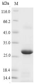 GPX5 Protein - (Tris-Glycine gel) Discontinuous SDS-PAGE (reduced) with 5% enrichment gel and 15% separation gel.