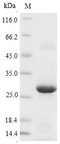 GPX5 Protein - (Tris-Glycine gel) Discontinuous SDS-PAGE (reduced) with 5% enrichment gel and 15% separation gel.
