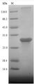 Growth Hormone Receptor / GHR Protein - (Tris-Glycine gel) Discontinuous SDS-PAGE (reduced) with 5% enrichment gel and 15% separation gel.