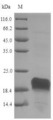 HSP90AA1 / Hsp90 Alpha A1 Protein - (Tris-Glycine gel) Discontinuous SDS-PAGE (reduced) with 5% enrichment gel and 15% separation gel.