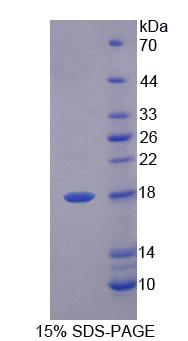 I-BABP / FABP6 Protein - Recombinant Fatty Acid Binding Protein 6, Ileal (FABP6) by SDS-PAGE