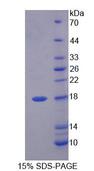 I-BABP / FABP6 Protein - Recombinant Fatty Acid Binding Protein 6, Ileal (FABP6) by SDS-PAGE
