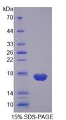 I-FABP / FABP2 Protein - Recombinant Fatty Acid Binding Protein 2, Intestinal By SDS-PAGE