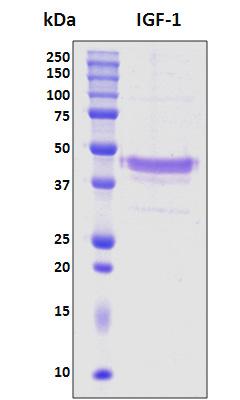 IGF1 Protein