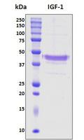 IGF1 Protein