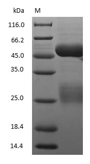 Pig IgG Protein - (Tris-Glycine gel) Discontinuous SDS-PAGE (reduced) with 5% enrichment gel and 15% separation gel.