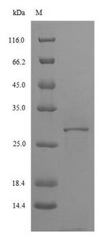 IL4R / CD124 Protein - (Tris-Glycine gel) Discontinuous SDS-PAGE (reduced) with 5% enrichment gel and 15% separation gel.