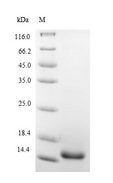 IL5 Protein - (Tris-Glycine gel) Discontinuous SDS-PAGE (reduced) with 5% enrichment gel and 15% separation gel.