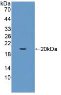 KITLG / SCF Protein - Active Stem Cell Factor (SCF) by WB