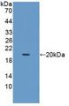 KITLG / SCF Protein - Active Stem Cell Factor (SCF) by WB