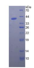 NPPB / BNP Protein - Recombinant Brain Natriuretic Peptide By SDS-PAGE