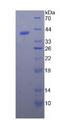 NPPB / BNP Protein - Recombinant Natriuretic Peptide Precursor B (NPPB) by SDS-PAGE