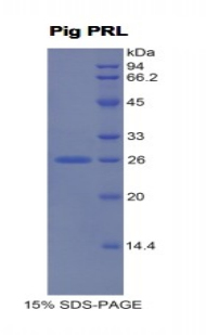 PRL / Prolactin Protein - Recombinant Prolactin (PRL) by SDS-PAGE