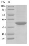 Rhodopsin / RHO Protein - (Tris-Glycine gel) Discontinuous SDS-PAGE (reduced) with 5% enrichment gel and 15% separation gel.