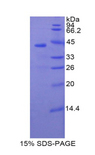 SELE / CD62E / E-selectin Protein - Recombinant Selectin, Endothelium By SDS-PAGE