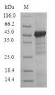 TCN1 Protein - (Tris-Glycine gel) Discontinuous SDS-PAGE (reduced) with 5% enrichment gel and 15% separation gel.