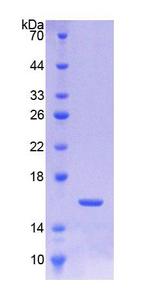 TGFB3 / TGF Beta3 Protein - Recombinant  Transforming Growth Factor Beta 3 By SDS-PAGE