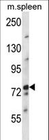 PIG1 / NUFIP2 Antibody - NUFIP2 Antibody western blot of mouse spleen tissue lysates (35 ug/lane). The NUFIP2 antibody detected the NUFIP2 protein (arrow).