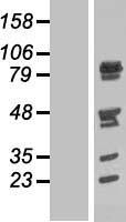 PIG1 / NUFIP2 Protein - Western validation with an anti-DDK antibody * L: Control HEK293 lysate R: Over-expression lysate