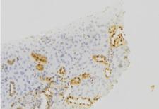 PIGC Antibody - 1:100 staining mouse kidney tissue by IHC-P. The sample was formaldehyde fixed and a heat mediated antigen retrieval step in citrate buffer was performed. The sample was then blocked and incubated with the antibody for 1.5 hours at 22°C. An HRP conjugated goat anti-rabbit antibody was used as the secondary.