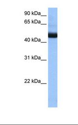 PIGK Antibody - Jurkat cell lysate. Antibody concentration: 0.5 ug/ml. Gel concentration: 12%.  This image was taken for the unconjugated form of this product. Other forms have not been tested.