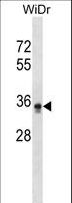 PIGL Antibody - PIGL Antibody western blot of WiDr cell line lysates (35 ug/lane). The PIGL antibody detected the PIGL protein (arrow).