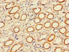 PIGP Antibody - Immunohistochemistry of paraffin-embedded human stomach tissue using PIGP Antibody at dilution of 1:100