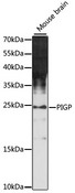 PIGP Antibody - Western blot analysis of extracts of mouse brain, using PIGP antibody at 1:1000 dilution. The secondary antibody used was an HRP Goat Anti-Rabbit IgG (H+L) at 1:10000 dilution. Lysates were loaded 25ug per lane and 3% nonfat dry milk in TBST was used for blocking. An ECL Kit was used for detection and the exposure time was 90s.