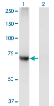 PIGQ Antibody - Western blot of PIGQ expression in transfected 293T cell line by PIGQ monoclonal antibody (M02), clone 2B7.