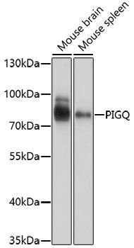 PIGQ Antibody - Western blot analysis of extracts of various cell lines using PIGQ Polyclonal Antibody at dilution of 1:1000.