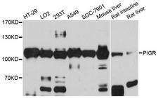 PIGR Antibody - Western blot analysis of extracts of various cell lines.