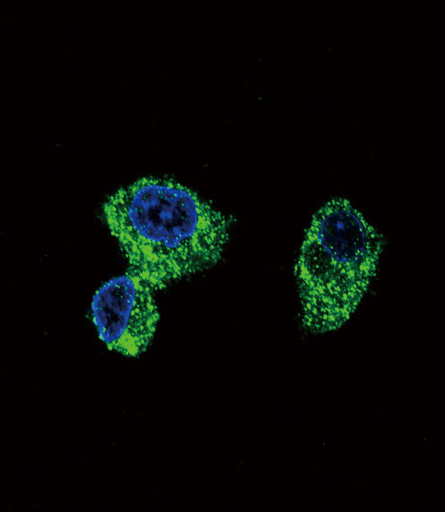 PIGR Antibody - Confocal immunofluorescence of PIGR Antibody with HepG2 cell followed by Alexa Fluor 488-conjugated goat anti-rabbit lgG (green). DAPI was used to stain the cell nuclear (blue).