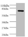 PIGR Antibody - Western blot All lanes: Polymeric immunoglobulin receptor antibody at 2µg/ml + HL60 whole cell lysate Secondary Goat polyclonal to rabbit IgG at 1/10000 dilution Predicted band size: 83, 59 kDa Observed band size: 83 kDa