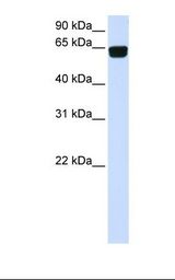 PIGT Antibody - Transfected 293T cell lysate. Antibody concentration: 1.0 ug/ml. Gel concentration: 12%.  This image was taken for the unconjugated form of this product. Other forms have not been tested.