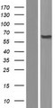 PIGT Protein - Western validation with an anti-DDK antibody * L: Control HEK293 lysate R: Over-expression lysate